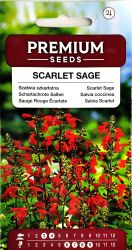 Salvia Scarlet Seeds